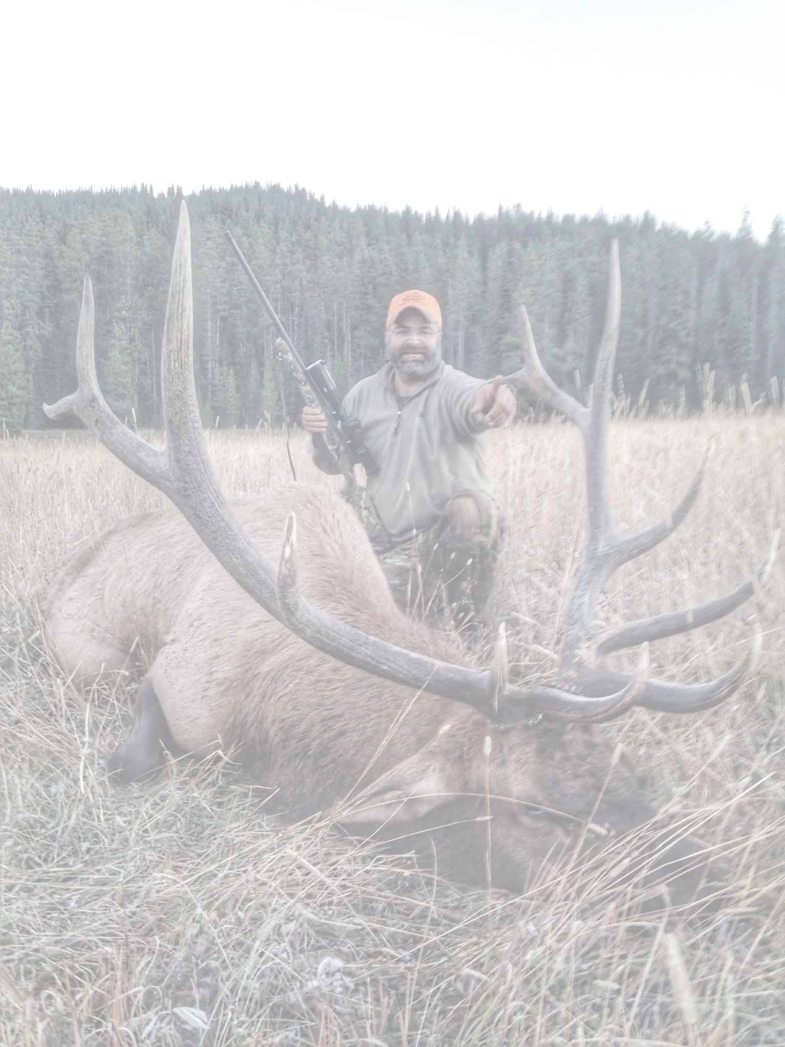 Bull Elk